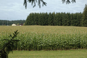 Sowie hier im Bereich Hardt-Königsfeld werden auch in Waldmössingen große Flächen für den Maisanbau genutzt.