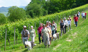 Durch die Weinberge führte die Wanderung der Schramberger SPD von Müllheim nach Schlingen. Foto: Michael Porzelt